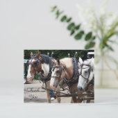 Carte Postale Trois chevaux de trait Merci (Debout devant)