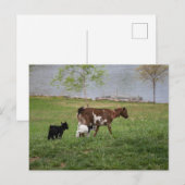 Carte Postale Trois chèvres (Devant / Derrière)