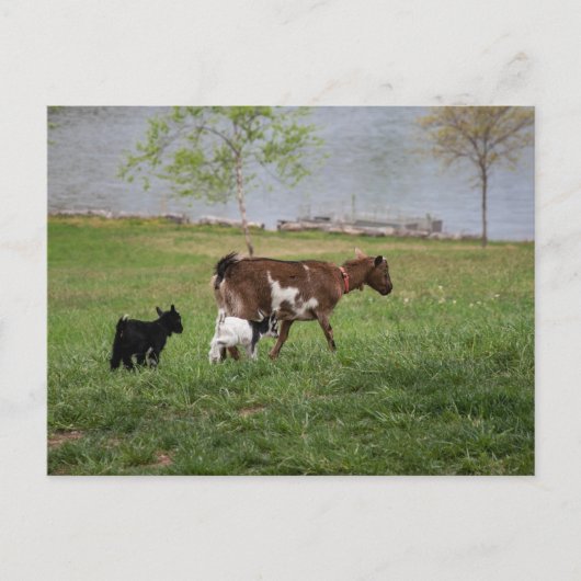 Carte Postale Trois chèvres (Devant)