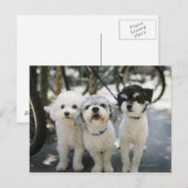 Carte Postale Trois chiens (Devant / Derrière)