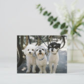 Carte Postale Trois chiens (Debout devant)