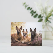 Carte Postale Trois chiens (Debout devant)