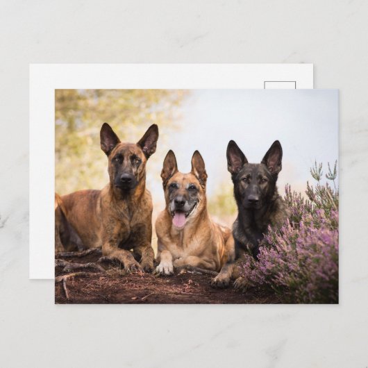 Carte Postale Trois chiens (Devant / Derrière)
