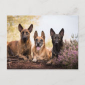 Carte Postale Trois chiens (Devant)