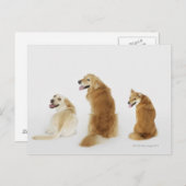 Carte Postale Trois chiens regardant la caméra (Devant / Derrière)