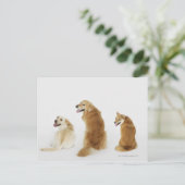Carte Postale Trois chiens regardant la caméra (Debout devant)