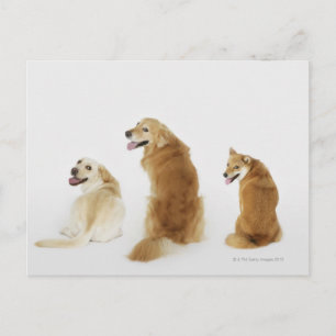 Carte Postale Trois chiens regardant la caméra