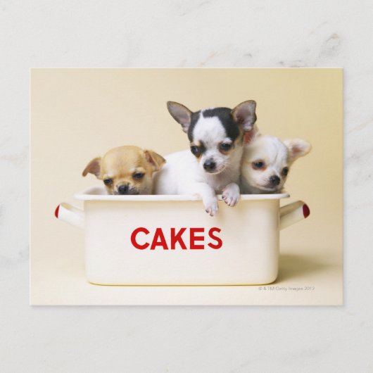 Carte Postale Trois Chihuahua (Devant)