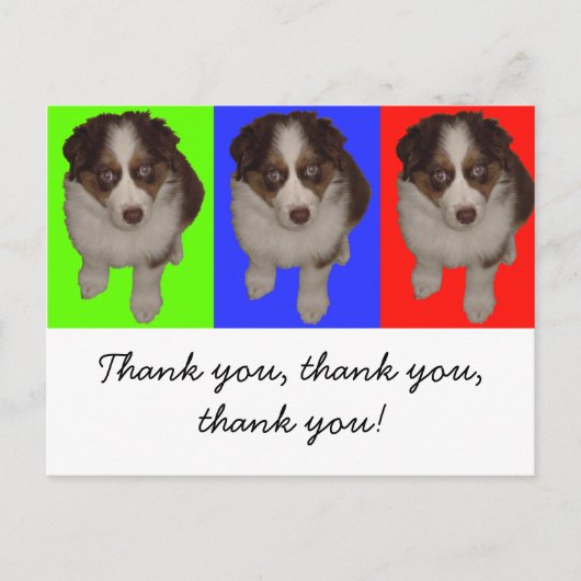 Carte Postale Trois Chiots rouges Aussie Tri (Devant)