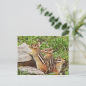 Carte Postale Trois Chipmunks pour bébés (Debout devant)