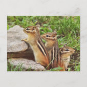 Carte Postale Trois Chipmunks pour bébés (Devant)