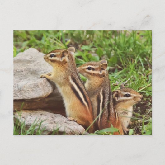 Carte Postale Trois Chipmunks pour bébés (Devant)