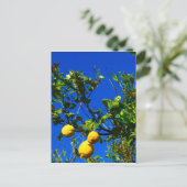 Carte Postale Trois citrons siciliens (Debout devant)