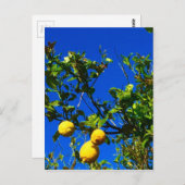 Carte Postale Trois citrons siciliens (Devant / Derrière)