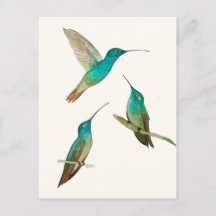 Trois colibris