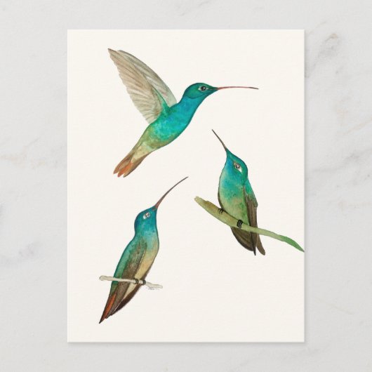 Carte Postale Trois colibris (Devant)