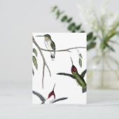 Carte Postale Trois colibris verts (Debout devant)