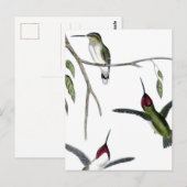 Carte Postale Trois colibris verts (Devant / Derrière)