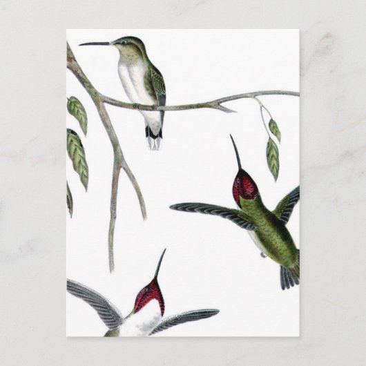 Carte Postale Trois colibris verts (Devant)