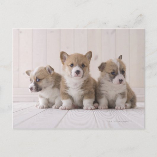 Carte Postale Trois Corgi gallois (Devant)