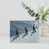 Carte Postale Trois Cormorans (Debout devant)