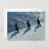 Carte Postale Trois Cormorans (Devant / Derrière)