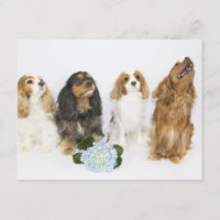 Trois couleurs du roi Cavalier Charles Spaniels