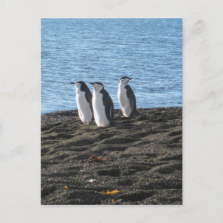 Carte Postale Trois curieux pingouins