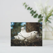 Carte Postale Trois dans un arbre (Debout devant)