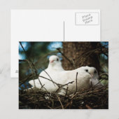 Carte Postale Trois dans un arbre (Devant / Derrière)