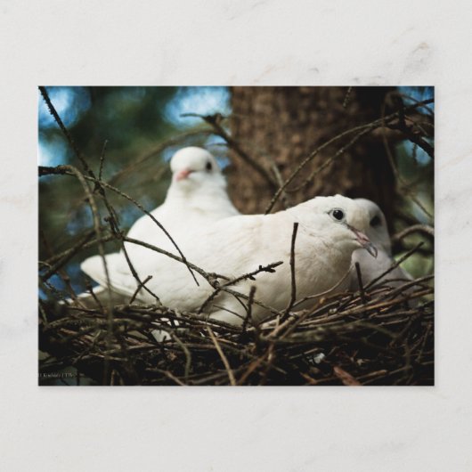 Carte Postale Trois dans un arbre (Devant)