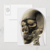 Carte Postale Trois Dimensions Du Crâne Humain Et Des Dents (Devant / Derrière)