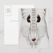 Carte Postale Trois Dimensions Du Système Urinaire Féminin (Devant / Derrière)
