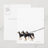 Carte Postale Trois Dobermans en laisse (Devant / Derrière)