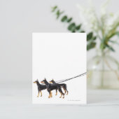 Carte Postale Trois Dobermans en laisse (Debout devant)