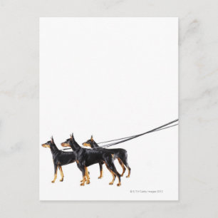 Carte Postale Trois Dobermans en laisse