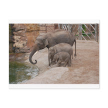 Trois éléphants