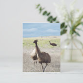 Carte Postale trois emu (Debout devant)