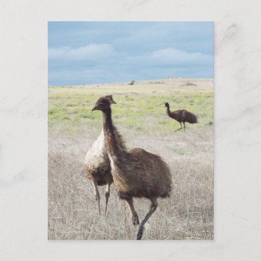 Carte Postale trois emu (Devant)