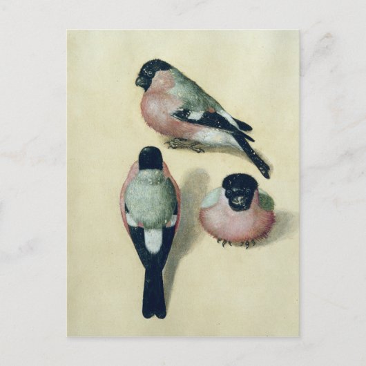 Carte Postale Trois études d'un bullfinch (Devant)