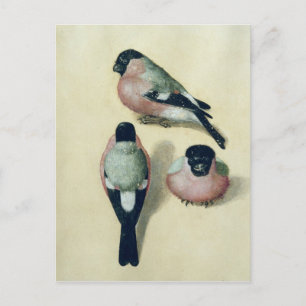 Carte Postale Trois études d'un bullfinch