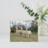 Carte postale Trois Filles Alpaca (Debout devant)