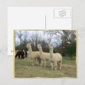 Carte postale Trois Filles Alpaca (Devant / Derrière)