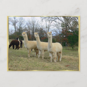 Carte postale Trois Filles Alpaca