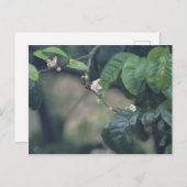 Carte Postale Trois fleurs orange (Devant / Derrière)