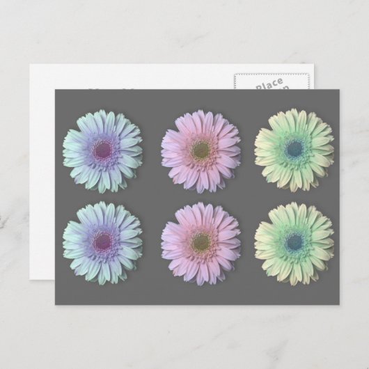 Carte Postale Trois Gerbera Daisy (Devant / Derrière)