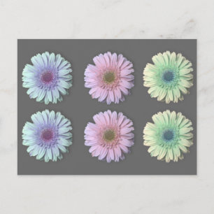Carte Postale Trois Gerbera Daisy