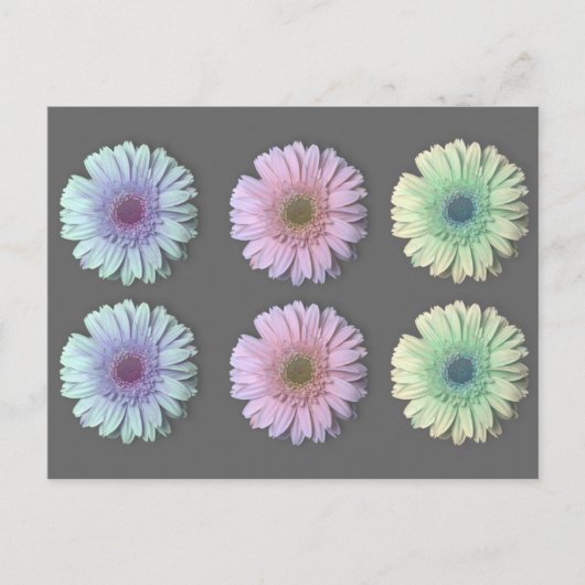Carte Postale Trois Gerbera Daisy (Devant)