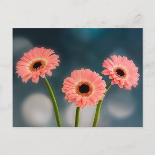 Carte postale Trois Gerberas roses (Devant)