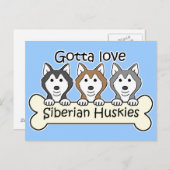 Carte Postale Trois Huskies sibériens (Devant / Derrière)